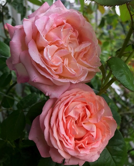 Marianne